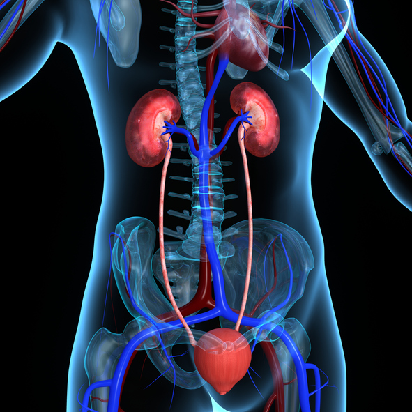 diagram of urinary system in the body