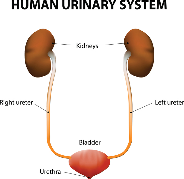 7.01 Function of Urinary Systems