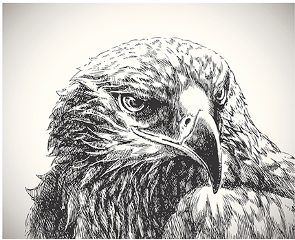 drawing of an eagle's head