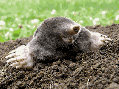 mole coming out of the ground